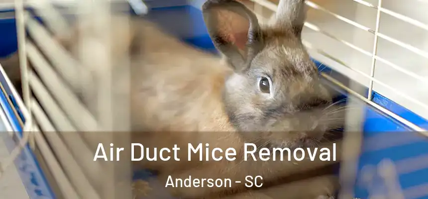  Air Duct Mice Removal Anderson - SC